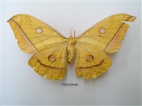 藏品(大透目天蠶蛾)的圖片